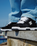 Stag Shoes in Black, Black & White