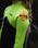 Boys NuWave Legend 4/3mm Back Zip Wetsuit in Meteor, Lime & Orange