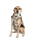 Dog Dryrobe in Sand Camo