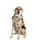 Dog Dryrobe in Sand Camo
