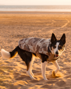 Dog Dryrobe in Sand Camo