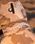 Dog Dryrobe in Sand Camo