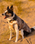 Dog Dryrobe in Sand Camo