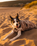 Dog Dryrobe in Sand Camo