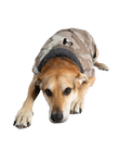 Dog Dryrobe in Sand Camo