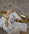 Elder Bird Moonstone Cuff in Gold Plated Brass