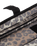 The Roxy Sweet Escape Cord Backpack in Wild Side